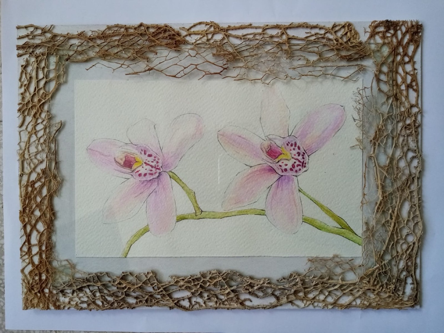 Orchidee